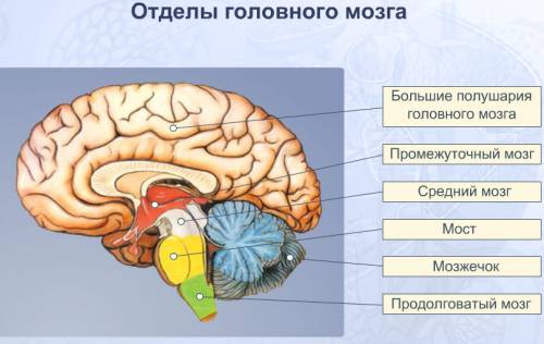 Строение головного мозга