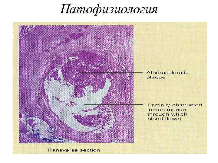 Патофизиология 