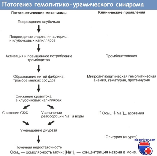 Патогенез гемолитико-уремического синдрома
