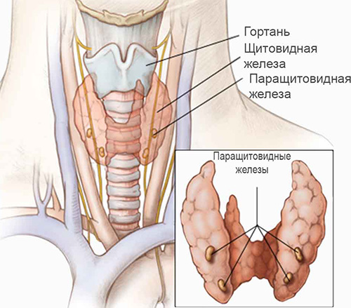 Синдром Ди Джорджи