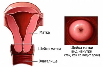 Шейка матки