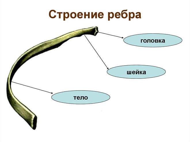 ребро