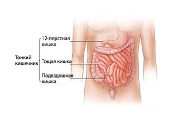 схема тонкого кишечника